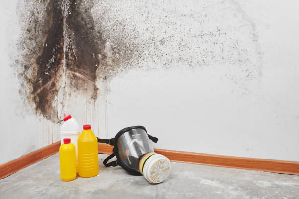 Best Attic Mold Removal  in Berkshire Lakes, FL