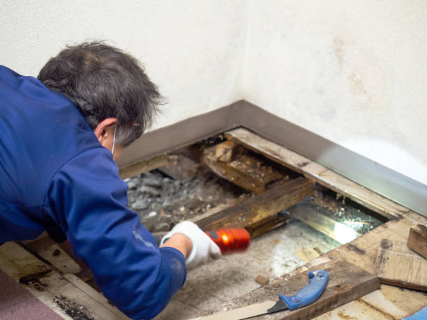 Best Attic Mold Removal  in Berkshire Lakes, FL