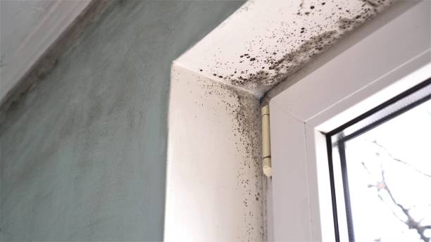 Best Mold Damage Repair  in Berkshire Lakes, FL