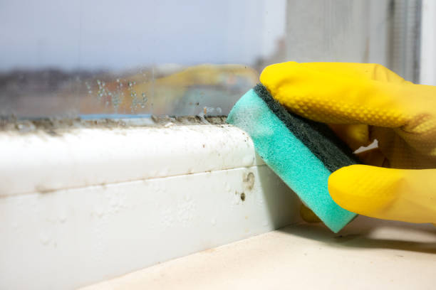 Best Toxic Mold Removal  in Berkshire Lakes, FL