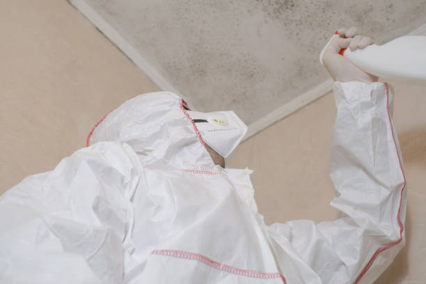 Attic Mold Removal in Berkshire Lakes, FL